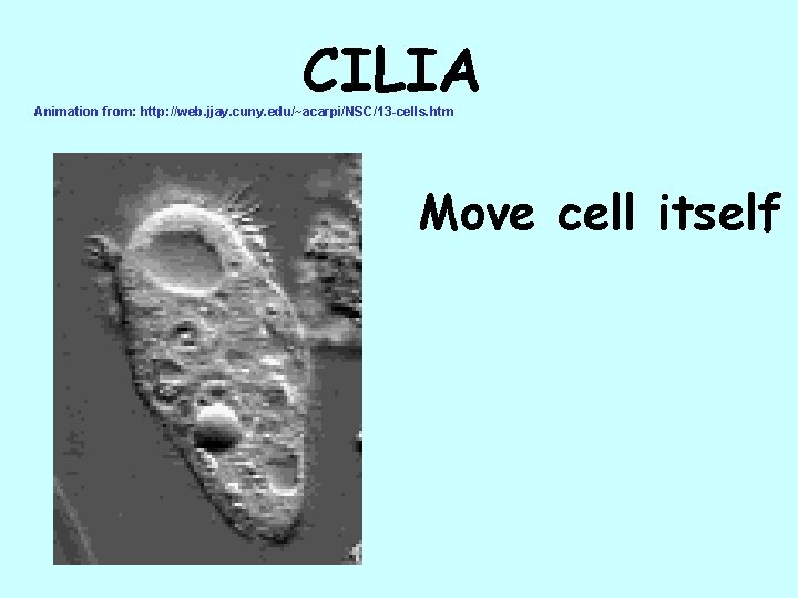 CILIA Animation from: http: //web. jjay. cuny. edu/~acarpi/NSC/13 -cells. htm Move cell itself 