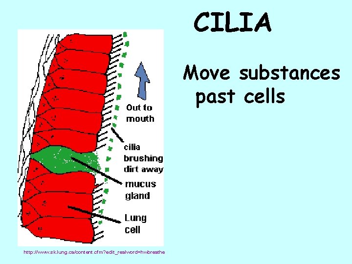 CILIA Move substances past cells http: //www. sk. lung. ca/content. cfm? edit_realword=hwbreathe 