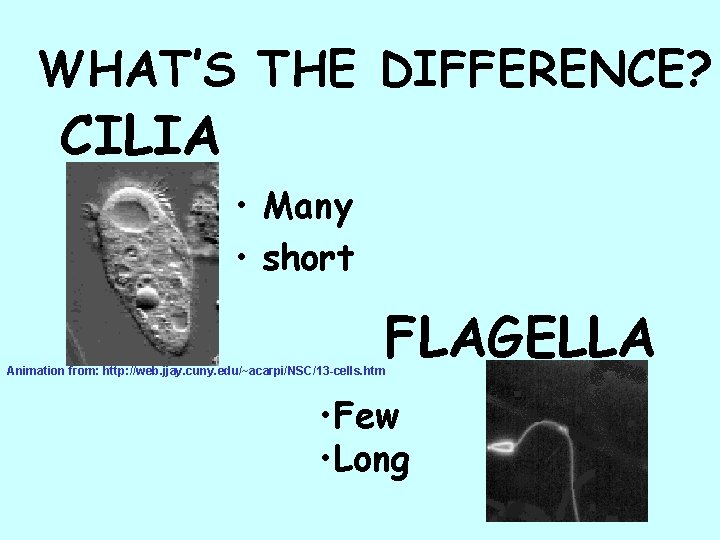 WHAT’S THE DIFFERENCE? CILIA • Many • short FLAGELLA Animation from: http: //web. jjay.