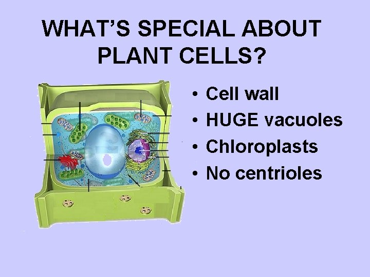 WHAT’S SPECIAL ABOUT PLANT CELLS? • • Cell wall HUGE vacuoles Chloroplasts No centrioles