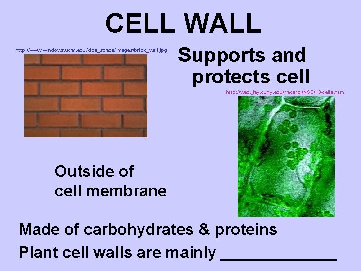 CELL WALL http: //www. windows. ucar. edu/kids_space/images/brick_wall. jpg Supports and protects cell http: //web.