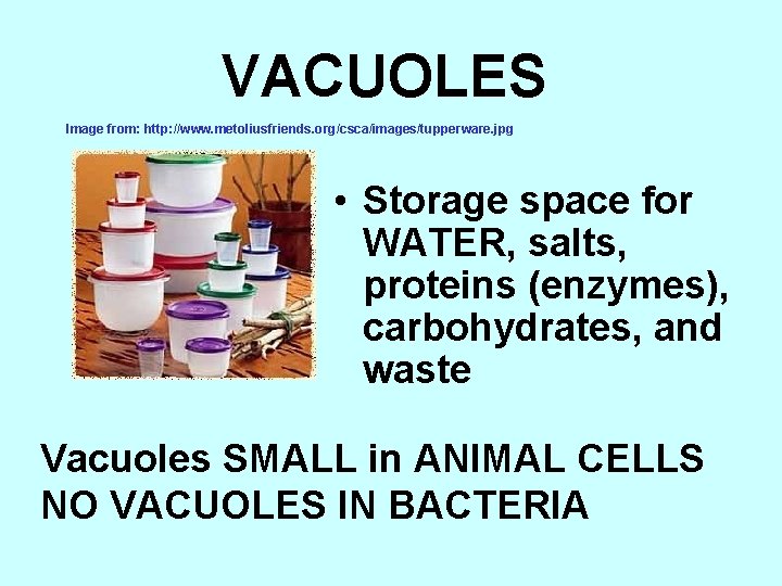 VACUOLES Image from: http: //www. metoliusfriends. org/csca/images/tupperware. jpg • Storage space for WATER, salts,