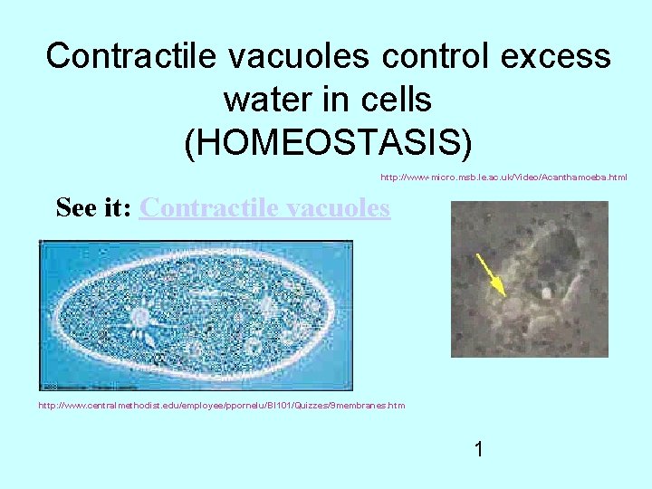 Contractile vacuoles control excess water in cells (HOMEOSTASIS) http: //www-micro. msb. le. ac. uk/Video/Acanthamoeba.