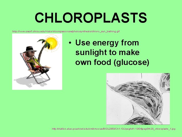 CHLOROPLASTS http: //www. seorf. ohiou. edu/~tstork/compass. rose/photosynthesis/chloro_sun_bathing. gif • Use energy from sunlight to