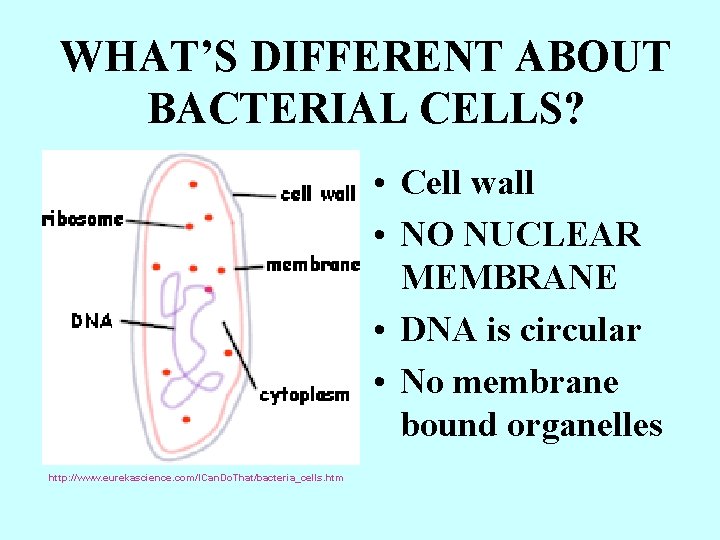 WHAT’S DIFFERENT ABOUT BACTERIAL CELLS? • Cell wall • NO NUCLEAR MEMBRANE • DNA