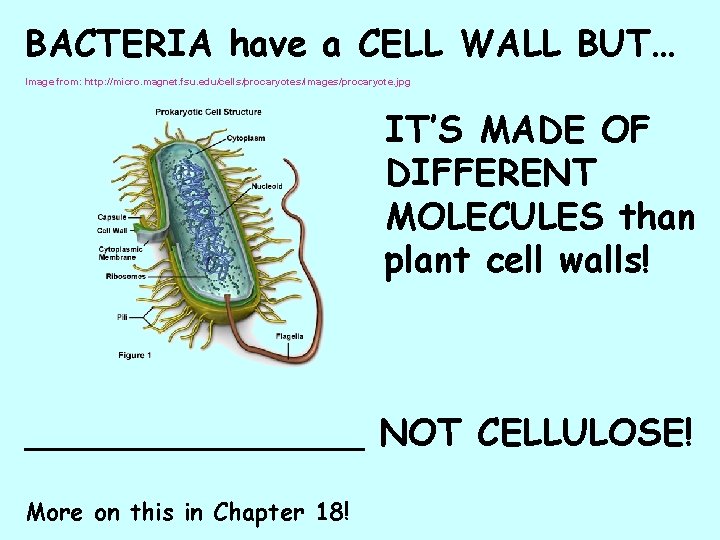 BACTERIA have a CELL WALL BUT… Image from: http: //micro. magnet. fsu. edu/cells/procaryotes/images/procaryote. jpg
