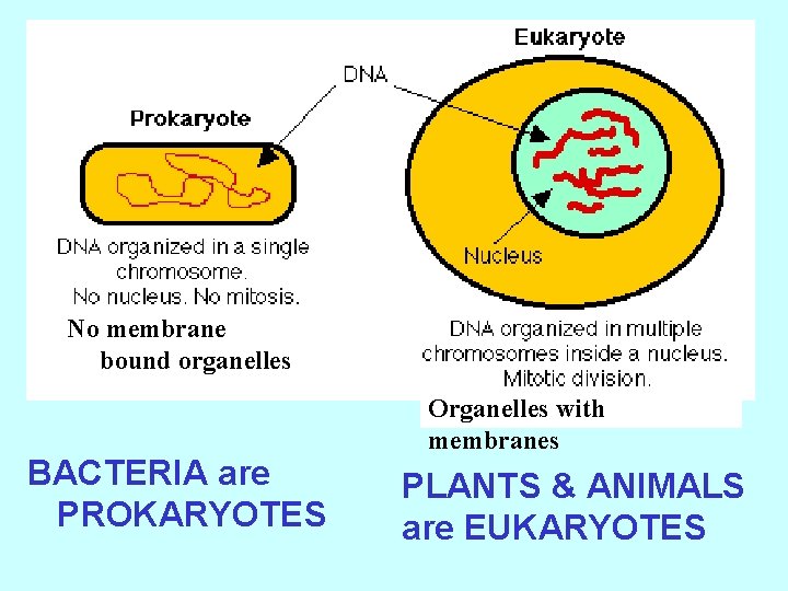 No membrane bound organelles BACTERIA are PROKARYOTES Organelles with membranes PLANTS & ANIMALS are