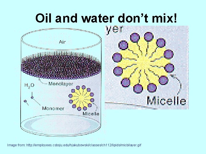 Oil and water don’t mix! Image from: http: //employees. csbsju. edu/hjakubowski/classes/ch 112/lipids/micbilayer. gif 