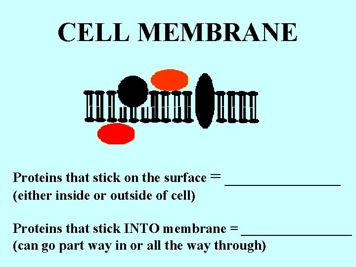 CELL MEMBRANE Proteins that stick on the surface = (either inside or outside of