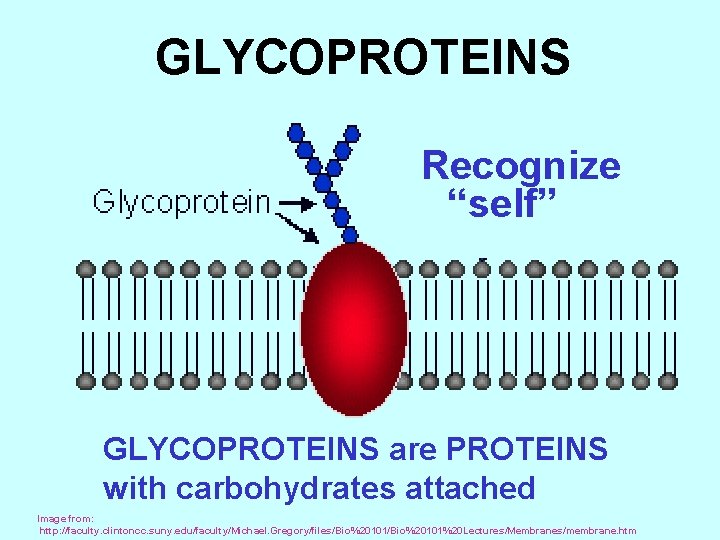GLYCOPROTEINS Recognize “self” GLYCOPROTEINS are PROTEINS with carbohydrates attached Image from: http: //faculty. clintoncc.