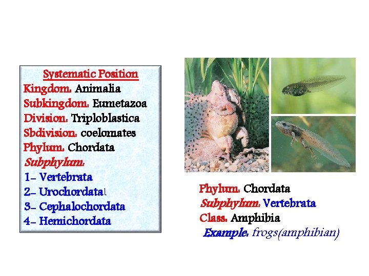 Systematic Position Kingdom: Animalia Subkingdom: Eumetazoa Division: Triploblastica Sbdivision: coelomates Phylum: Chordata Subphylum: 1