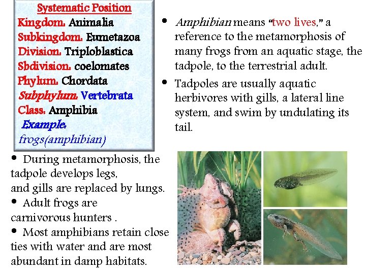 Systematic Position Kingdom: Animalia Subkingdom: Eumetazoa Division: Triploblastica Sbdivision: coelomates Phylum: Chordata Subphylum: Vertebrata