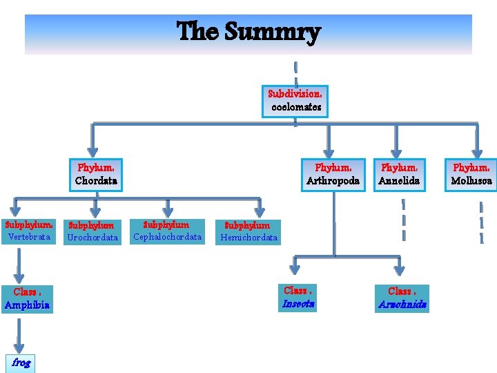 The Summry Subdivision: coelomates Phylum: Chordata Subphylum: Vertebrata Class : Amphibia frog Subphylum Urochordata