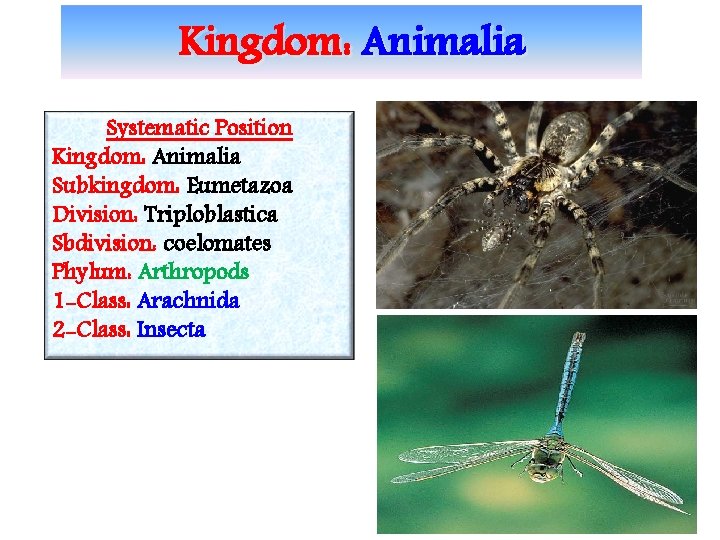 Kingdom: Animalia Systematic Position Kingdom: Animalia Subkingdom: Eumetazoa Division: Triploblastica Sbdivision: coelomates Phylum: Arthropods