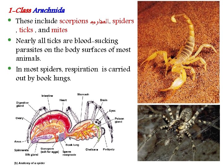 1 -Class Arachnida • • • These include scorpions ﺍﻟﻌﻘﺎﺭﺏ , spiders , ticks
