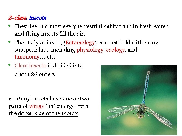 2 -class: Insecta • • • They live in almost every terrestrial habitat and