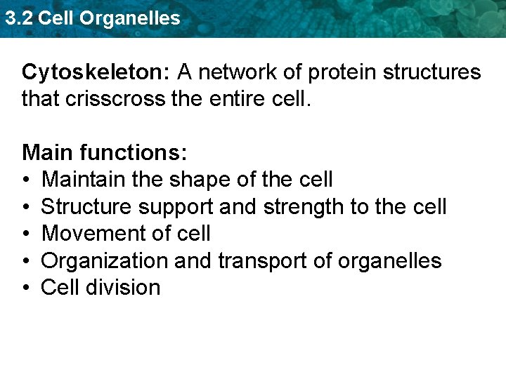3. 2 Cell Organelles Cytoskeleton: A network of protein structures that crisscross the entire