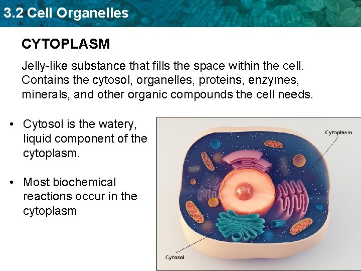 3. 2 Cell Organelles CYTOPLASM Jelly-like substance that fills the space within the cell.