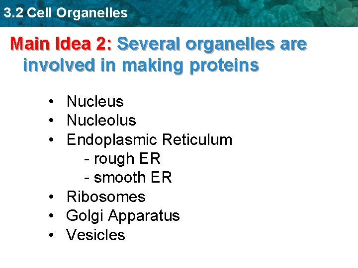3. 2 Cell Organelles Main Idea 2: Several organelles are involved in making proteins