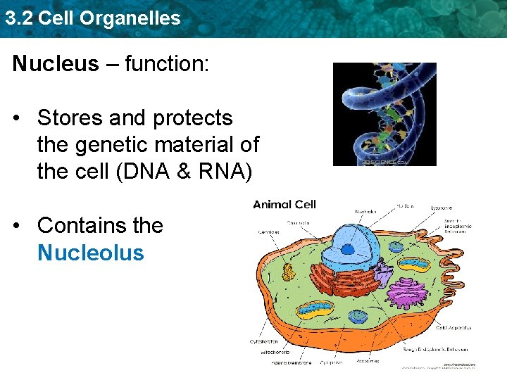 3. 2 Cell Organelles Nucleus – function: • Stores and protects the genetic material