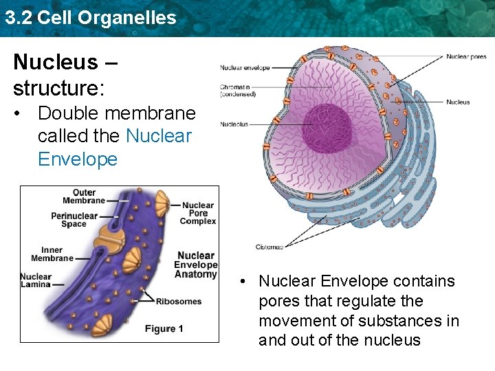 3. 2 Cell Organelles Nucleus – structure: • Double membrane called the Nuclear Envelope