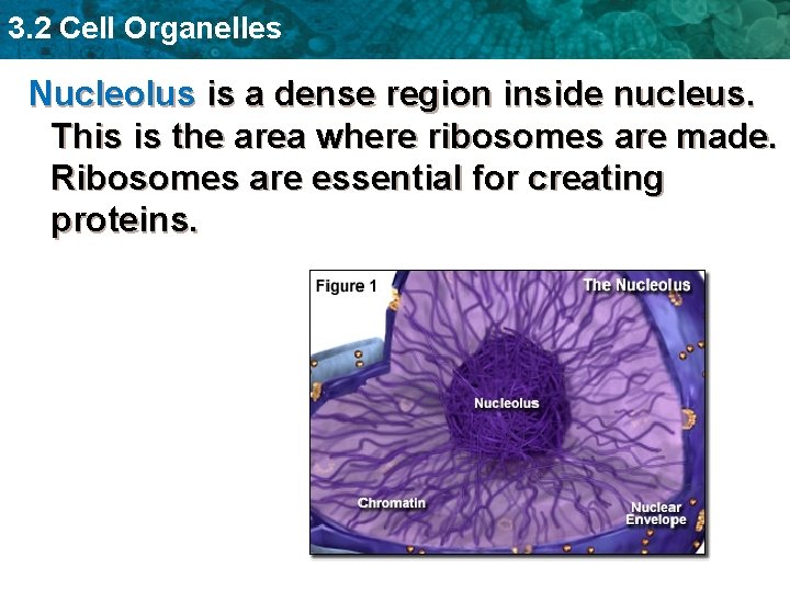 3. 2 Cell Organelles Nucleolus is a dense region inside nucleus. This is the