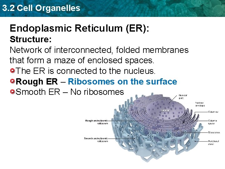3. 2 Cell Organelles Endoplasmic Reticulum (ER): Structure: Network of interconnected, folded membranes that