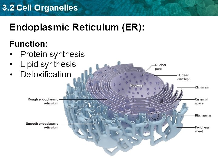 3. 2 Cell Organelles Endoplasmic Reticulum (ER): Function: • Protein synthesis • Lipid synthesis