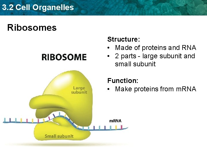 3. 2 Cell Organelles Ribosomes Structure: • Made of proteins and RNA • 2