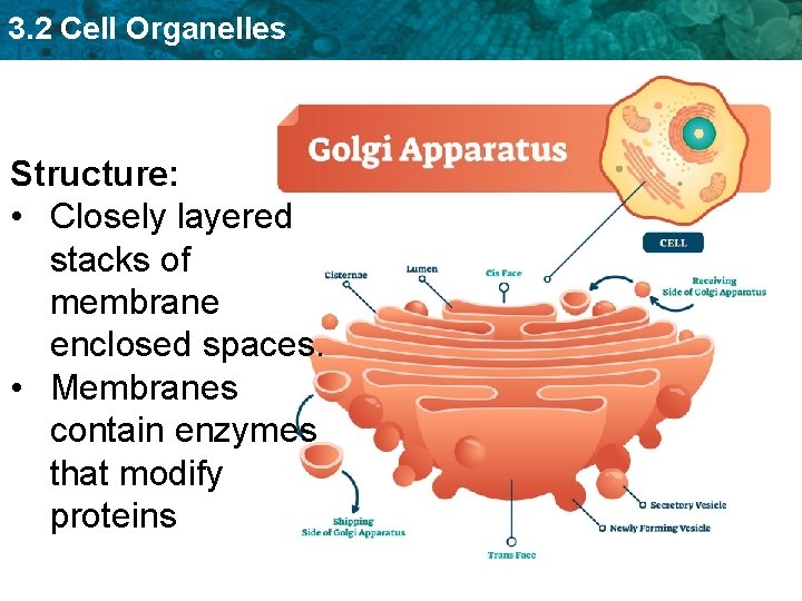 3. 2 Cell Organelles Structure: • Closely layered stacks of membrane enclosed spaces. •