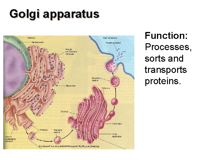 Golgi apparatus Function: Processes, sorts and transports proteins. 