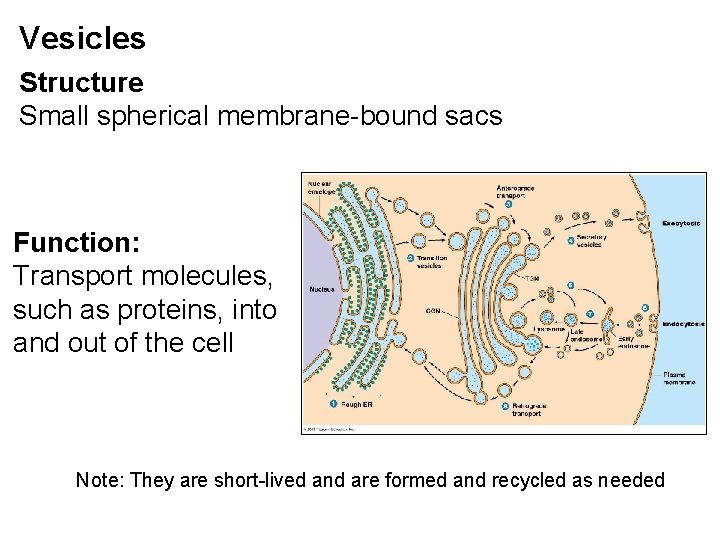Vesicles Structure Small spherical membrane-bound sacs Function: Transport molecules, such as proteins, into and