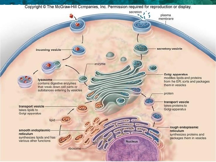 3. 2 Cell Organelles 
