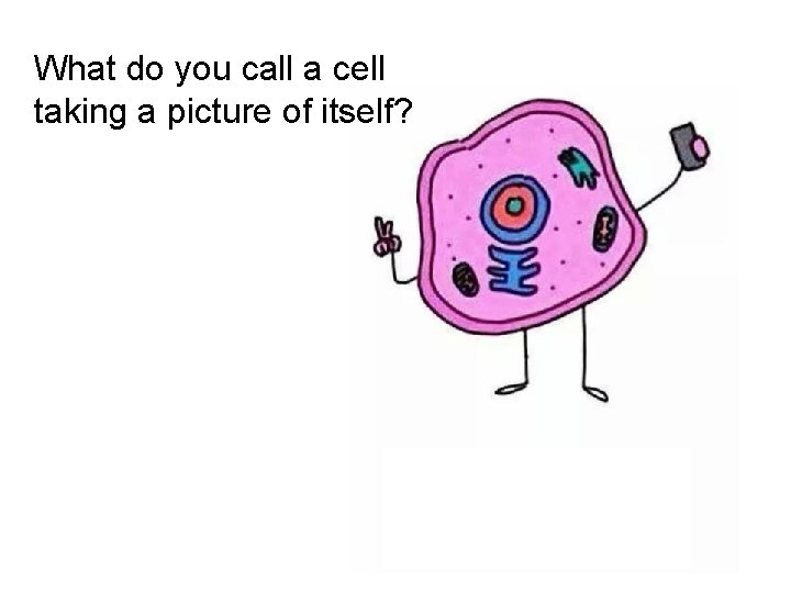 What do you call a cell taking a picture of itself? 