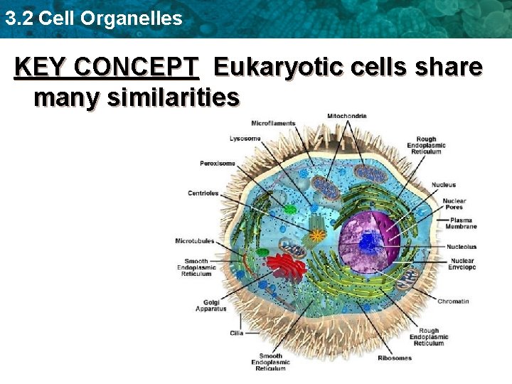 3. 2 Cell Organelles KEY CONCEPT Eukaryotic cells share many similarities 