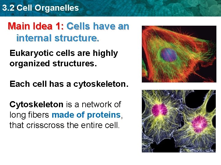 3. 2 Cell Organelles Main Idea 1: Cells have an internal structure. Eukaryotic cells