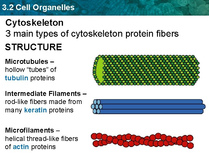 3. 2 Cell Organelles Cytoskeleton 3 main types of cytoskeleton protein fibers STRUCTURE Microtubules