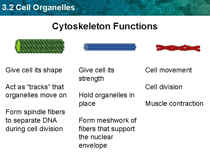 3. 2 Cell Organelles Cytoskeleton Functions Give cell its shape Act as “tracks” that