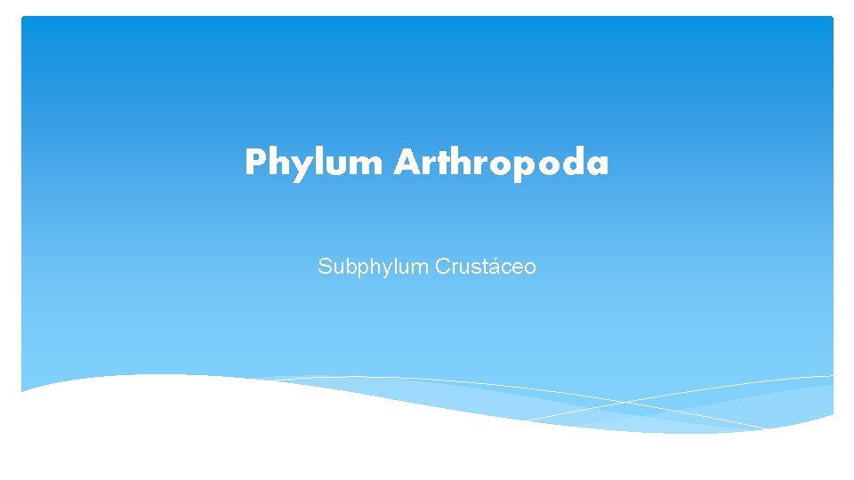 Phylum Arthropoda Subphylum Crustáceo 