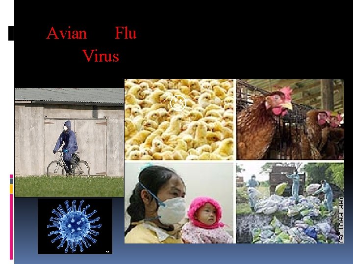 Avian Flu Virus virus 