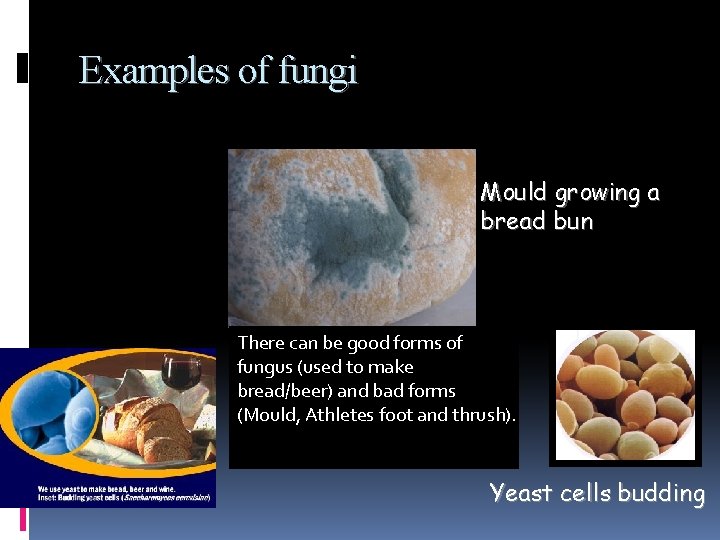 Examples of fungi Mould growing a bread bun There can be good forms of