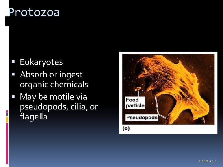 Protozoa Eukaryotes Absorb or ingest organic chemicals May be motile via pseudopods, cilia, or