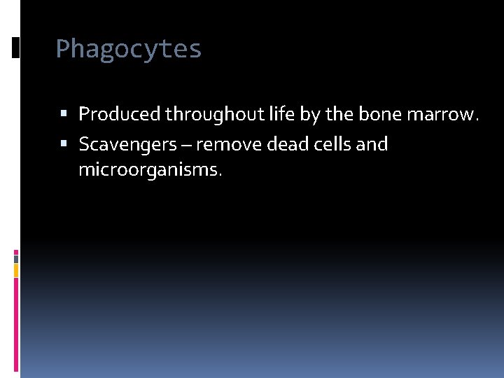 Phagocytes Produced throughout life by the bone marrow. Scavengers – remove dead cells and