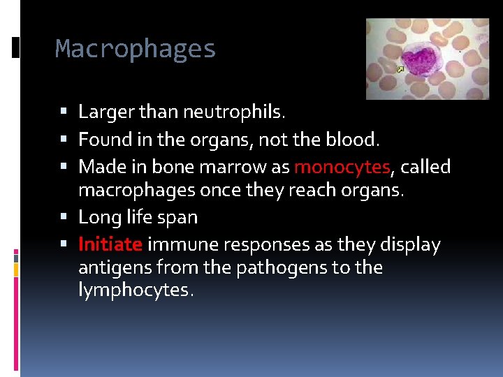 Macrophages Larger than neutrophils. Found in the organs, not the blood. Made in bone