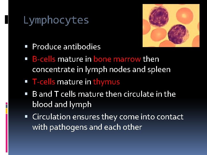 Lymphocytes Produce antibodies B-cells mature in bone marrow then concentrate in lymph nodes and