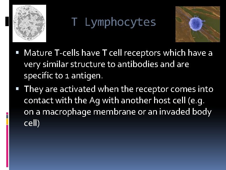 T- T Lymphocytes Mature T-cells have T cell receptors which have a very similar