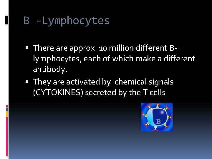 B -Lymphocytes There approx. 10 million different Blymphocytes, each of which make a different