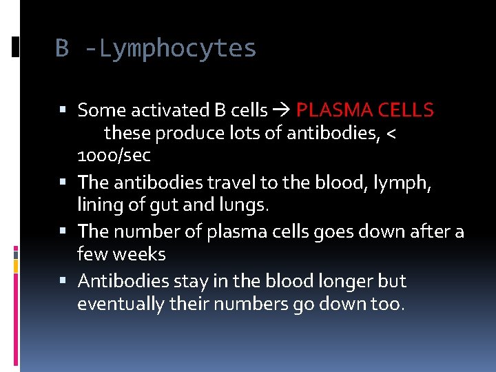 B -Lymphocytes Some activated B cells PLASMA CELLS these produce lots of antibodies, <