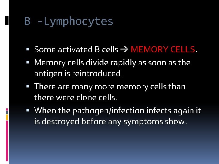 B -Lymphocytes Some activated B cells MEMORY CELLS. Memory cells divide rapidly as soon