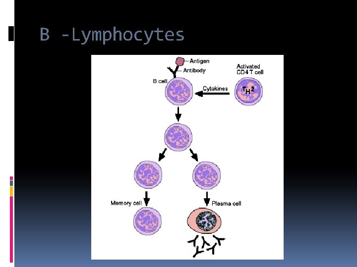 B -Lymphocytes 